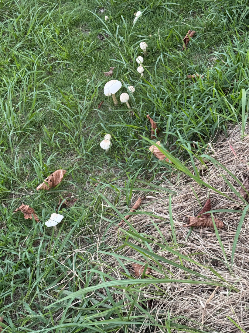 キノコが芝生から生えている