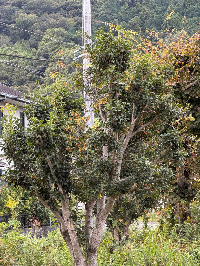 金木犀の花が咲いている
