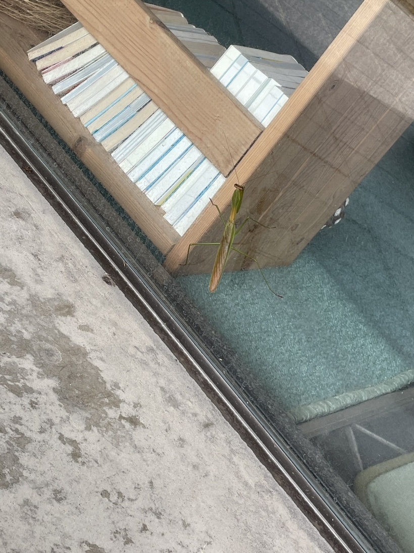 カマキリがガラスに引っ付いている