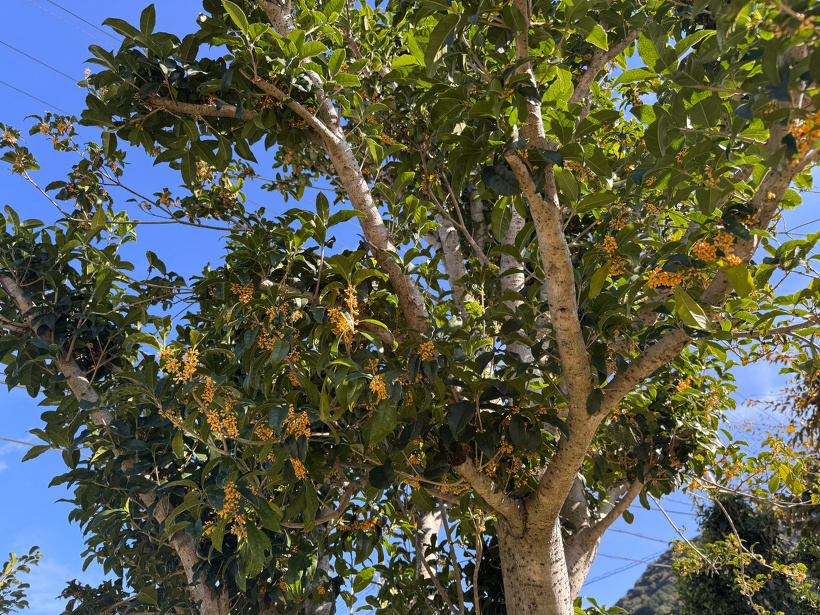 金木犀のオレンジの花が咲いている