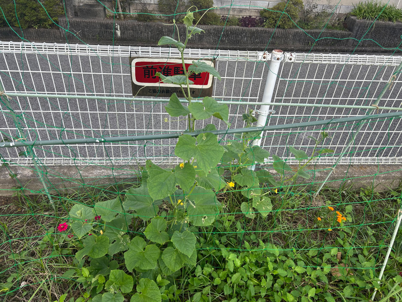 畑に植えたキュウリの苗