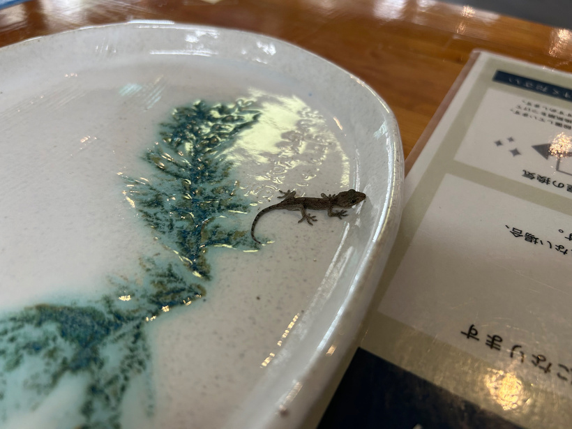 ヤモリの赤ちゃん