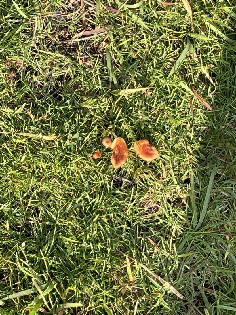 芝生に赤茶色のキノコが3、4本生えている様子