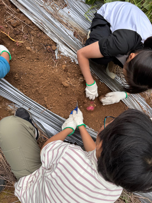 2人で芋をほっている