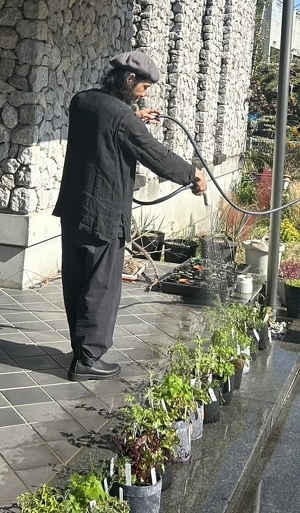 ホースでハーブに水をあげている