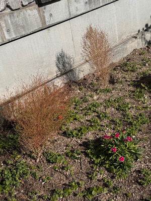 枯れたコキアが花壇に生えている