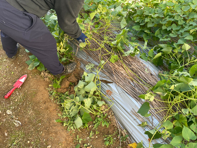 芋を掘っている様子