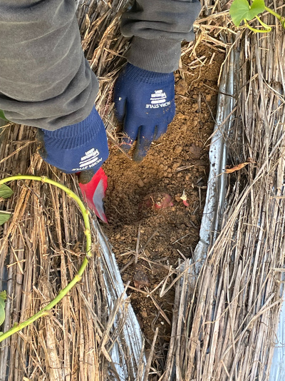 芋を掘っている様子