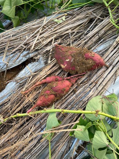 掘れた芋（3つ）