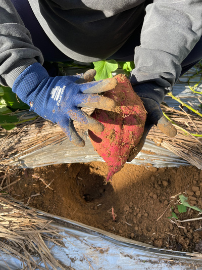芋と職員の手を並べて大きさを比べている（両方同じ大きさ）