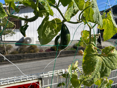 U字に曲がって実っているキュウリ