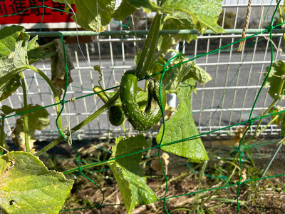 U字に曲がって実っているキュウリ
