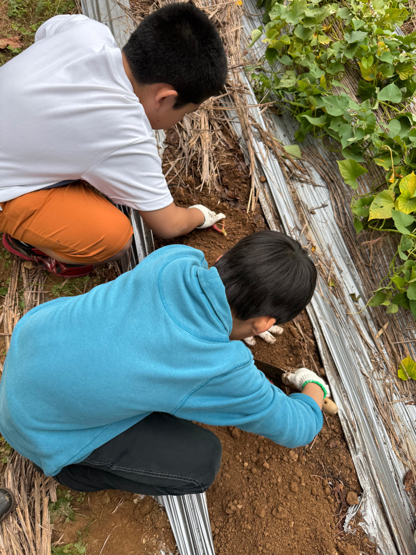 2人で並んで芋を掘っている