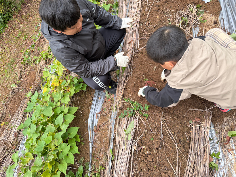 2人で向き合って芋を掘っている