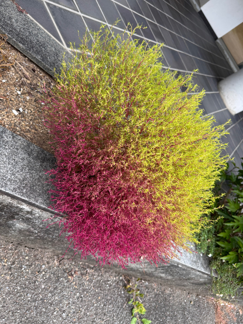 黄緑とピンクのコキア