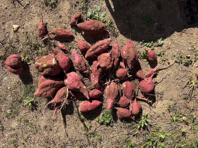 たくさんのおイモ