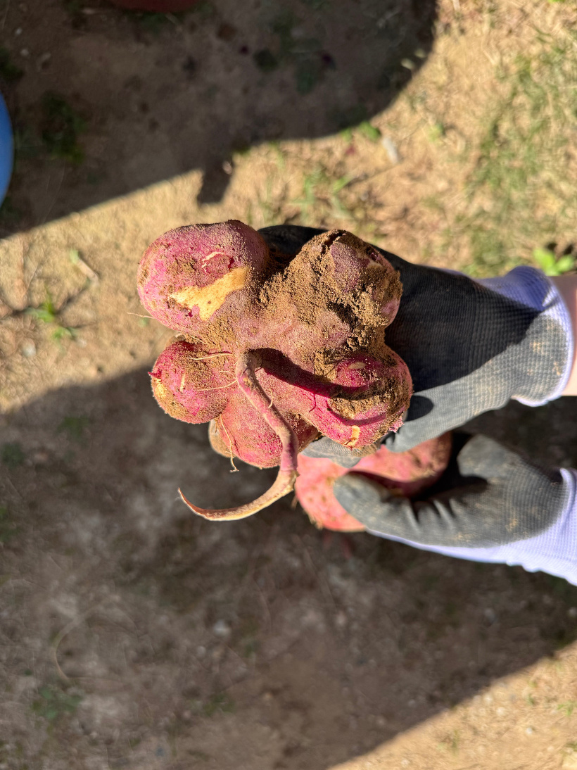 大きな花のような芋