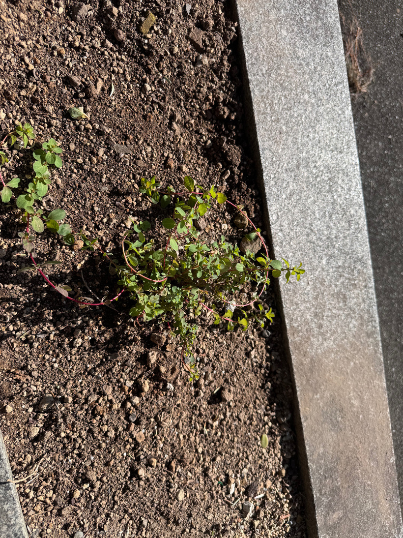 花壇に植えられたハーブ