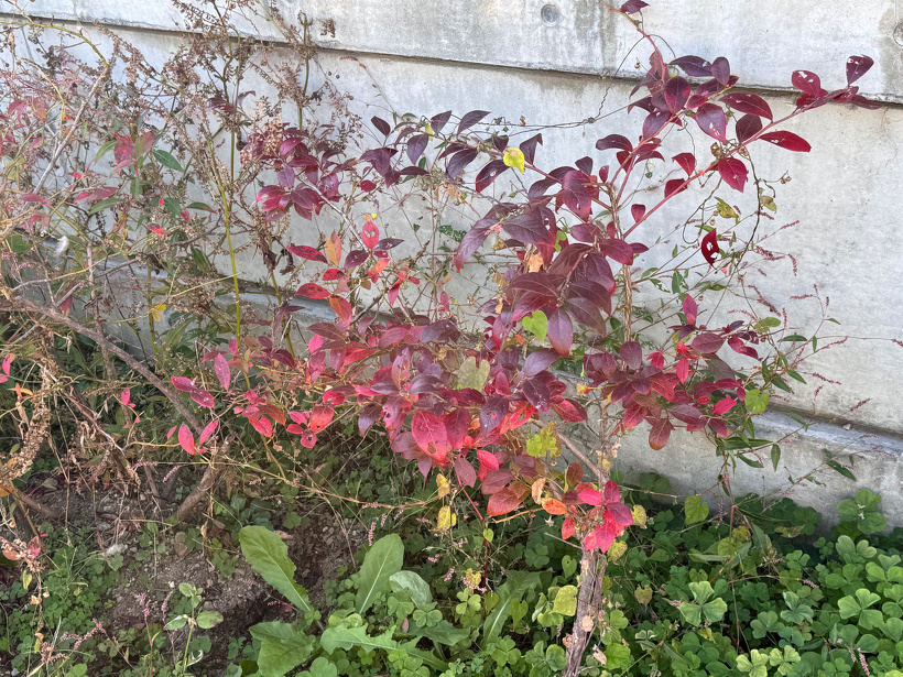 ブルーベリーの葉っぱが赤くなって紅葉している