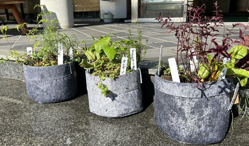 ハーブが植わった布の鉢が3つある