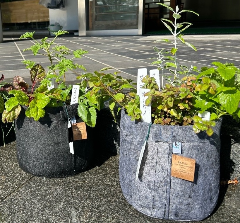ハーブが植わった布の鉢が2つある