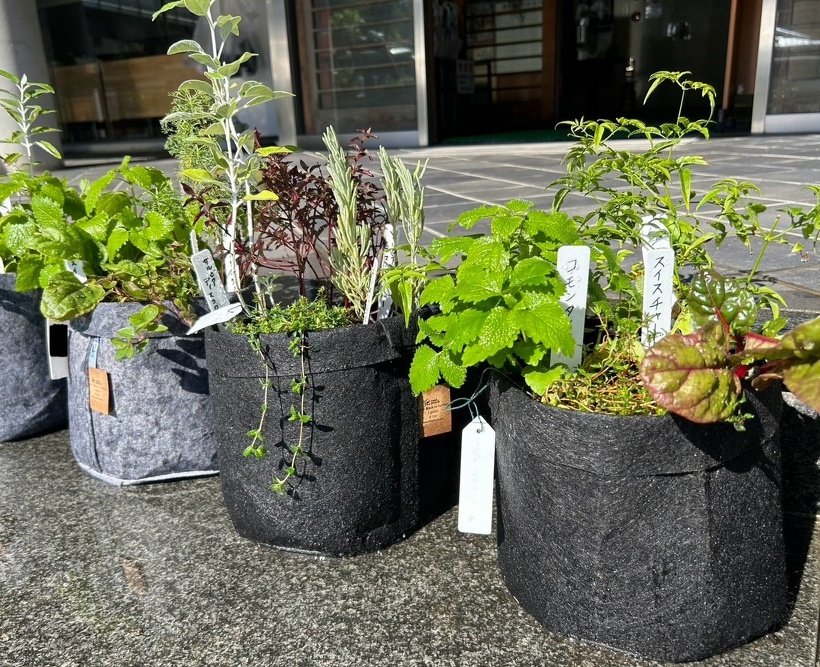 ハーブが植わった布の鉢が3つある