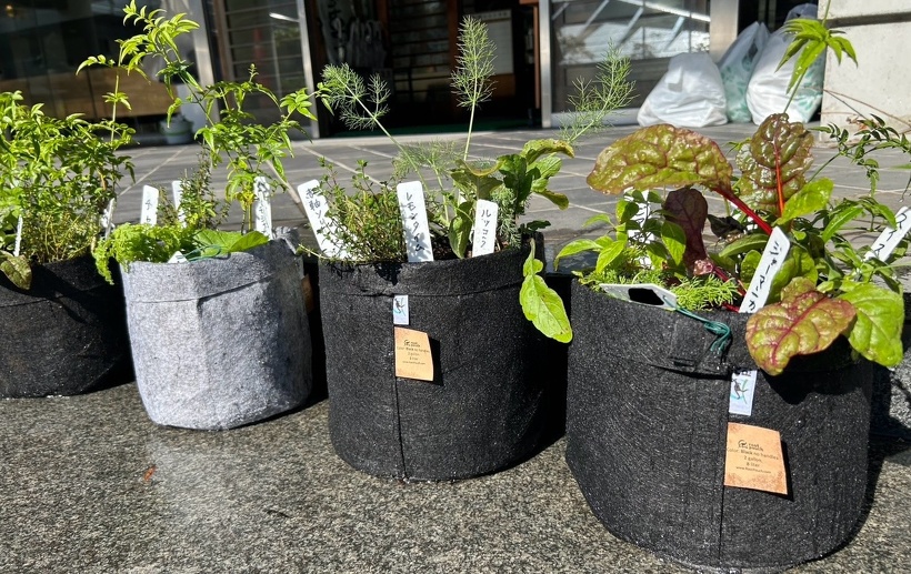 ハーブが植わった布の鉢が4つある