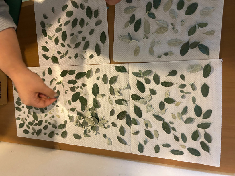 ハーブをキッチンペーパーの上に広げている様子