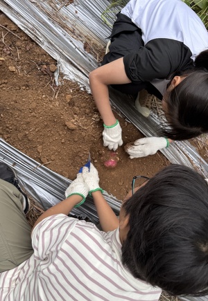 2人でお芋を掘っている
