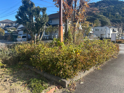 伸び放題のサツキの生垣の様子