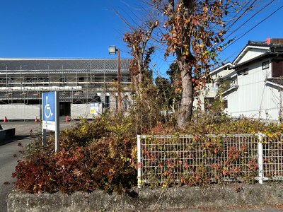 伸び放題のサツキの生垣の様子