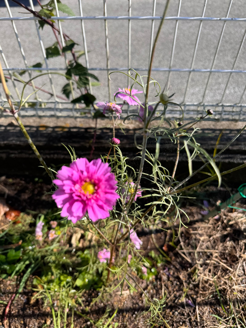 ピンクの八重コスモス