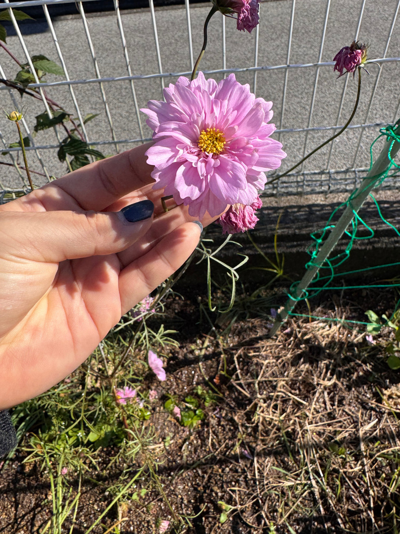 八重のコスモスをもっている