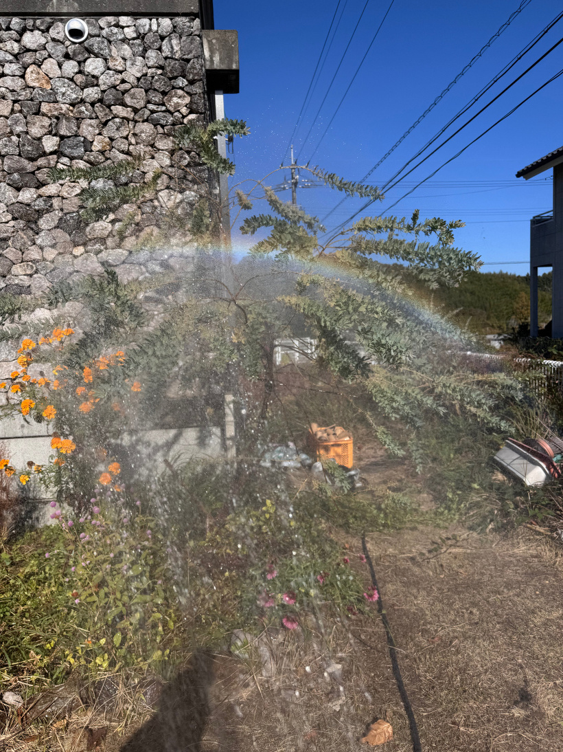 ミモザの上に水をあげたら虹ができている