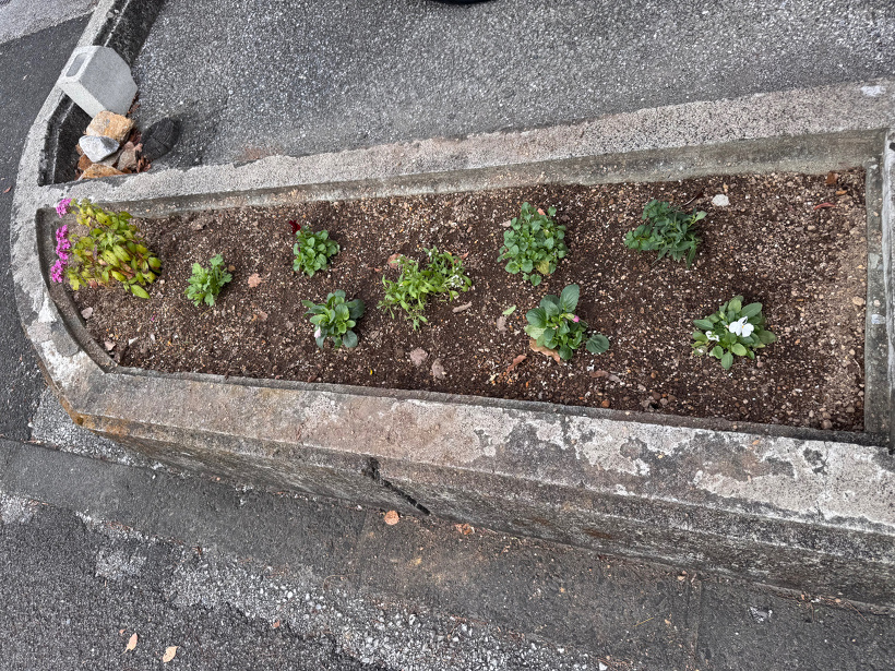 小さい花壇に花が植わっている