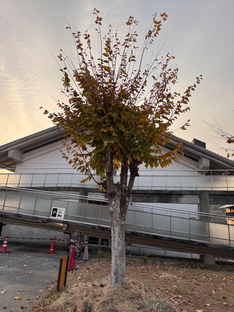 葉が枯れているケヤキの木