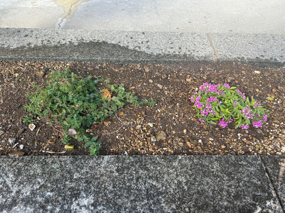 花壇に植えられたハーブ