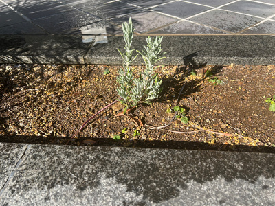 花壇に植えられたハーブ