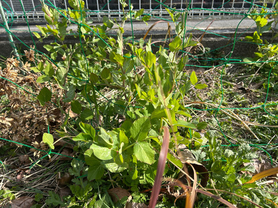 畑に植えているスナップエンドウ