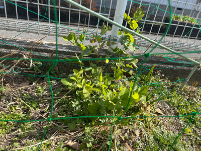 畑に植えているスナップエンドウ