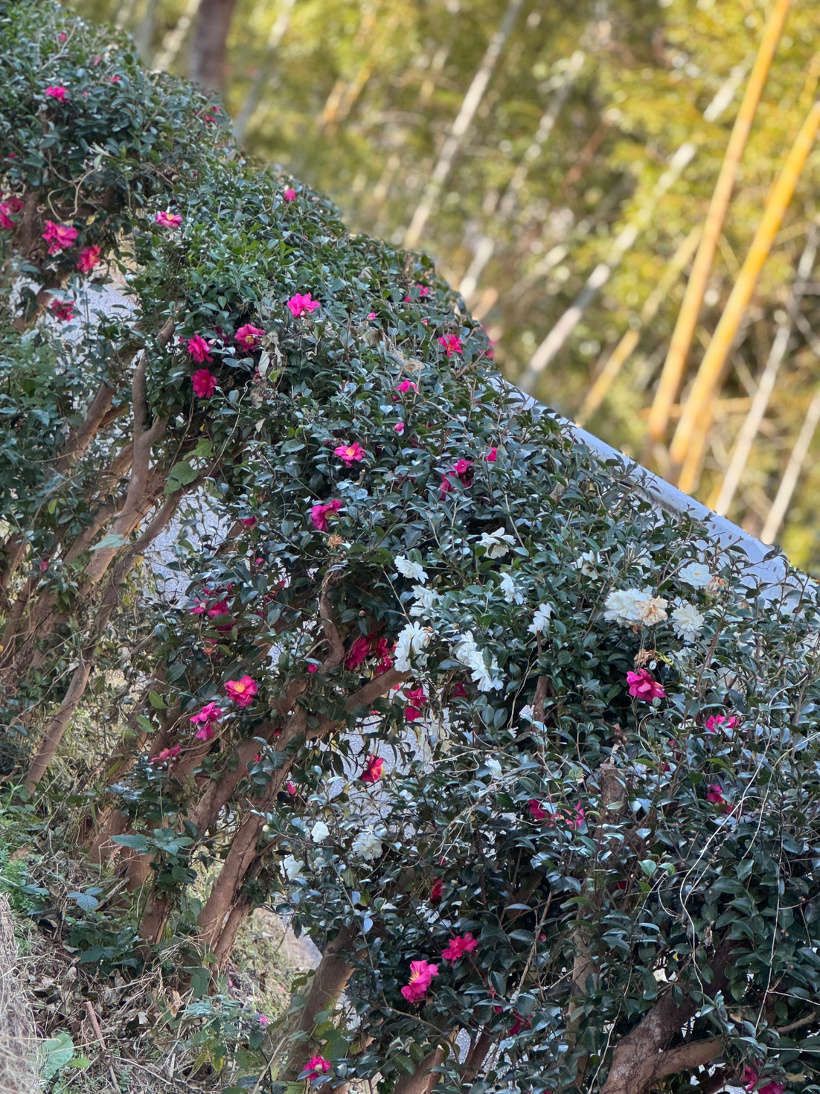 ピンクと白のサザンカが咲いている