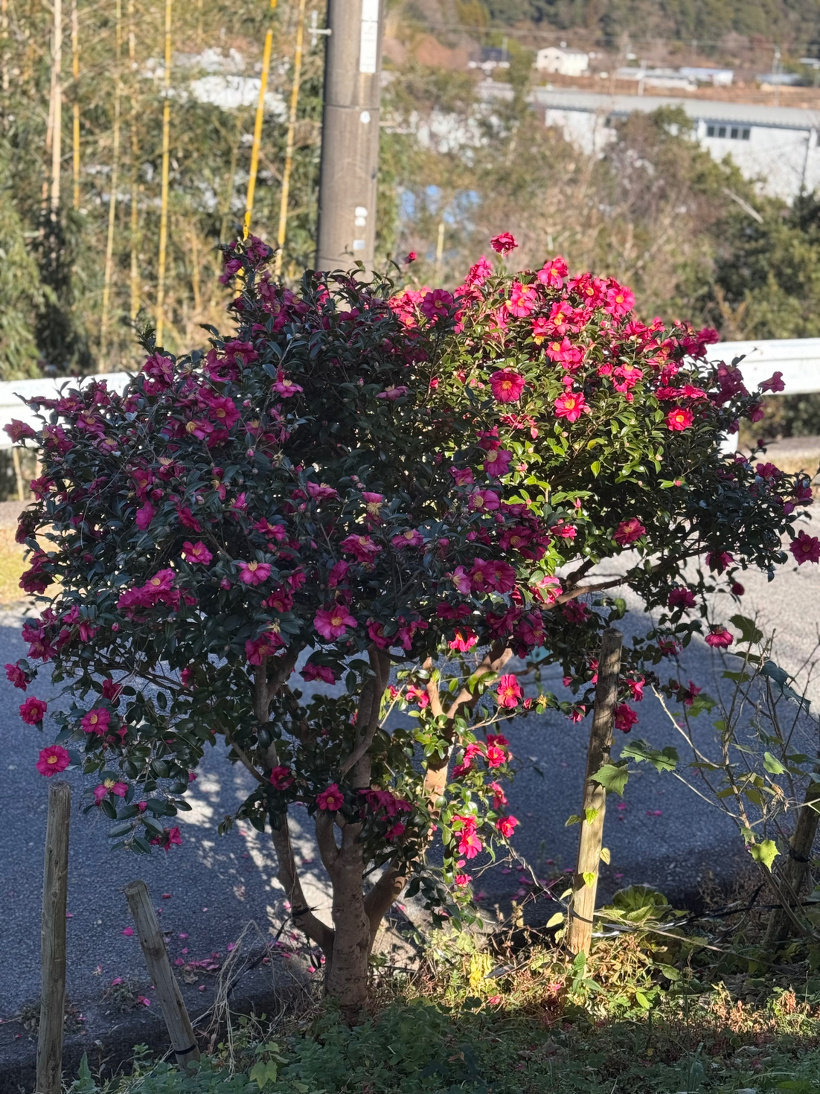 ピンクのサザンカが咲いている