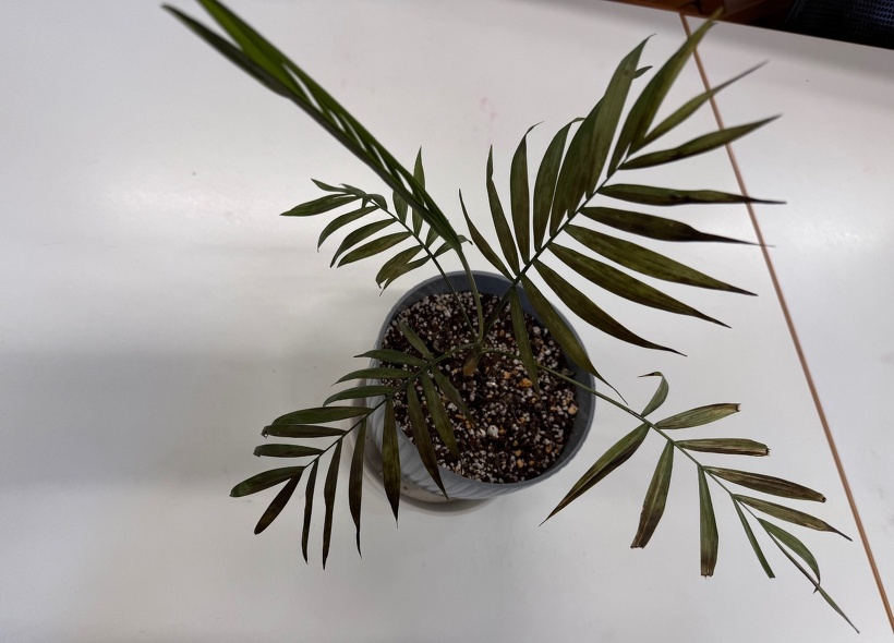 葉っぱが枯れている観葉植物