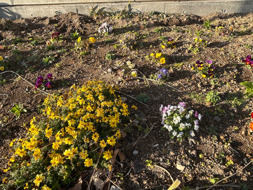 水やり後の花壇