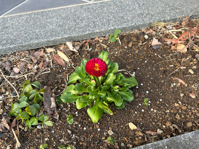 花壇に植えた赤いデイジーの花