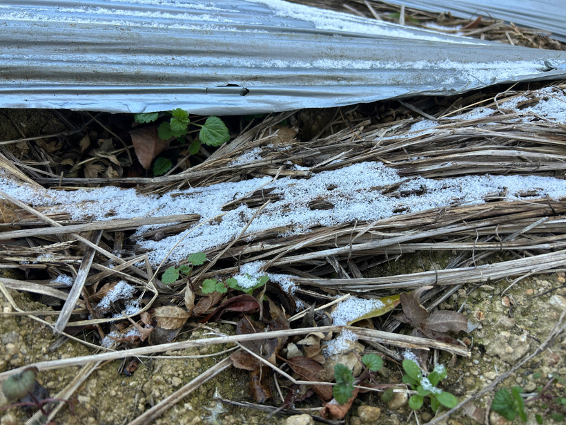 畑のうねに霜が降りている様子