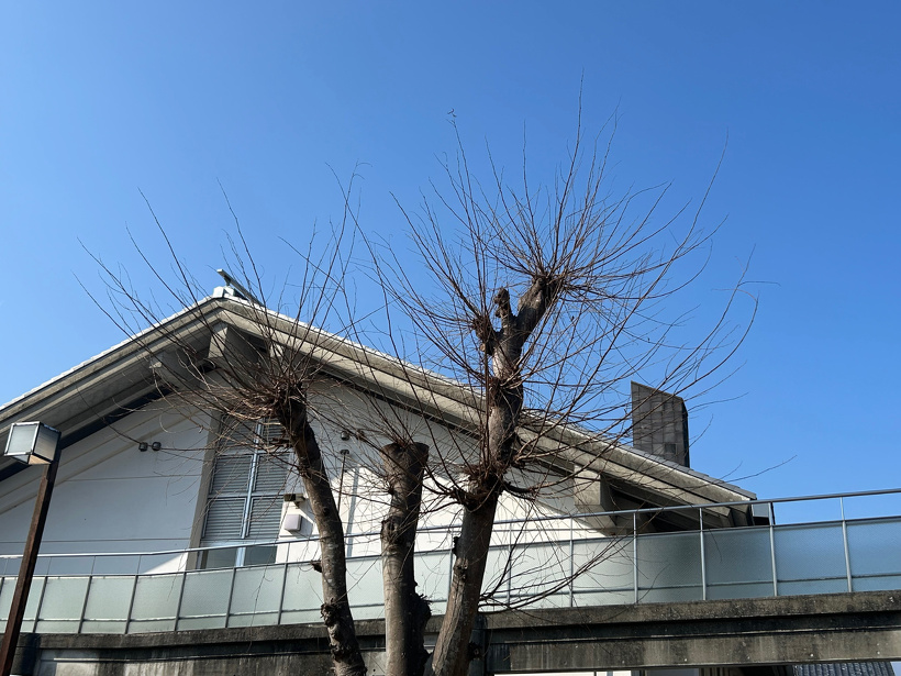 葉が一枚もないケヤキの木