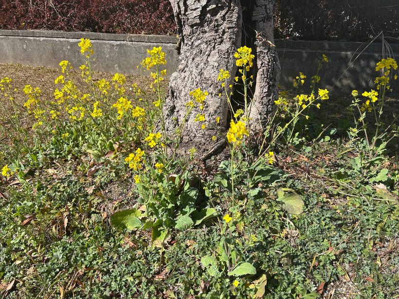 ヤマモモの木の根元に菜の花が咲いている