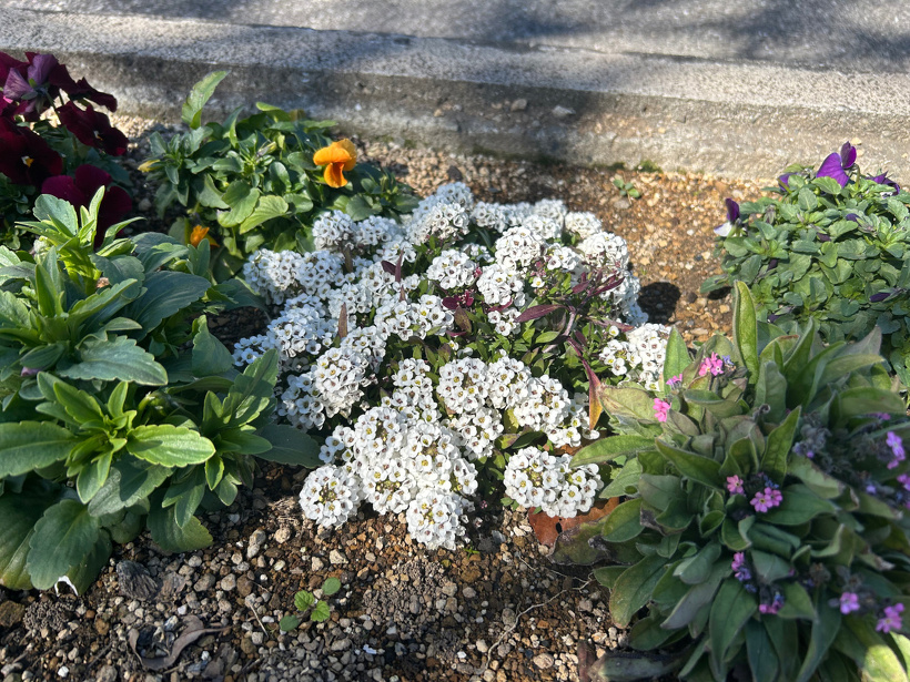 花壇に咲いている白いアリッサムの花