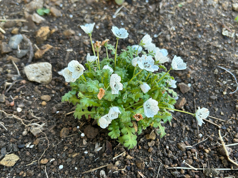 花壇に植えた白いネモフィラの花